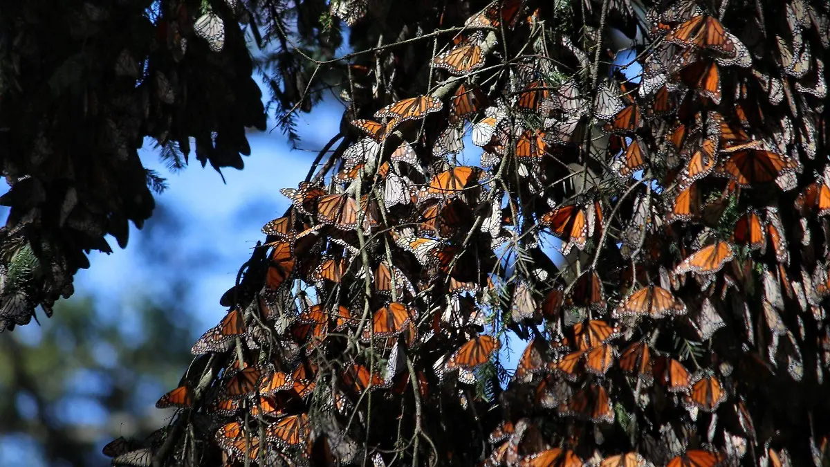 MARIPOSA MONARCA_FMM (3)